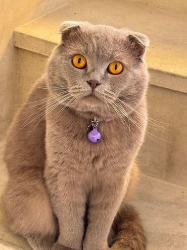 Şotland yastı qulaq, Erkək, Yaxşı əllərə, Ünvandan götürmə