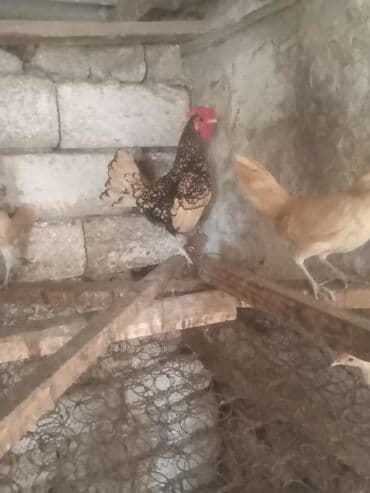 Sibirayitdi Xoruzdu Cüzi Endirim olacaq Real alana Real alıcılar