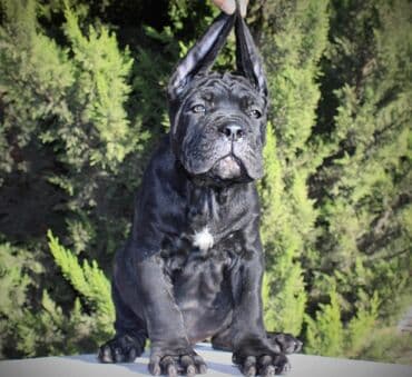 хомяк цены: Кане-корсо, 3 месяца, Самец, С родословной — 4