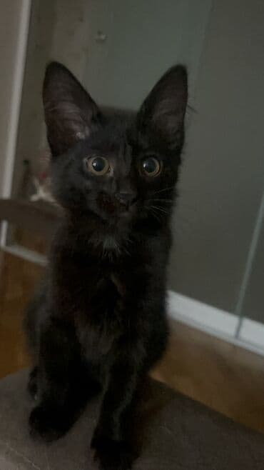 Çaydanlar: Dişi, Yaxşı əllərə — 3