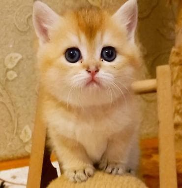 pisik paltari: Britan, Erkək, Yaxşı əllərə, Ünvandan götürmə — 4