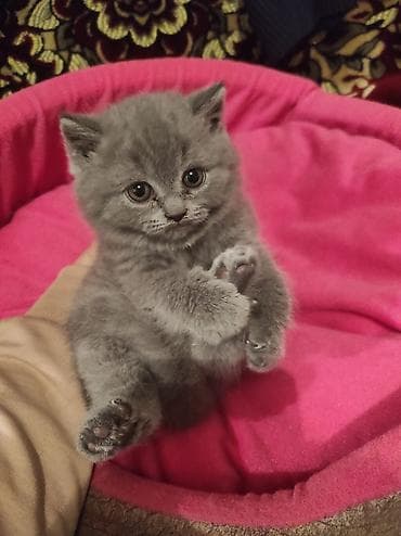 pişik üçün yataq: Britan, Ödənişli çatdırılma — 7