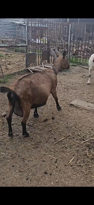 iri buynuzlu: Südqocalı dişi keçi - Cins: südlük tipli, qəhvəyi-qara rəngdə — 3