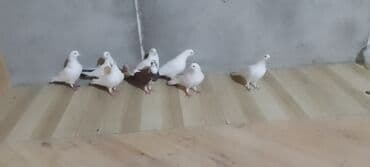 geref quşu: Güvercin dəsti - Say: Şəkillərdə 8 ədəd - Rənglər: əsasən ağ — 3