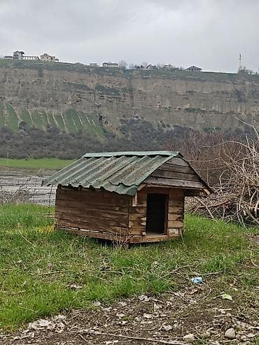 meymun satişi: Salam it yuvasi satilir birinci şekildeki kimi de sata bileriy yani el — 6