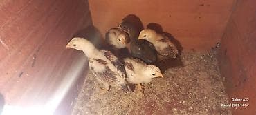 qara toyuq: Toyuq cücələri, Damazlıq — 1