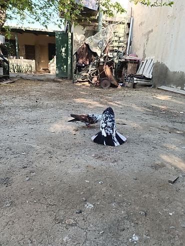 sarı quş: Satılır. hazır cüt. Bala veriblər. Balaya ela baxır. Qiymət cütüne — 4