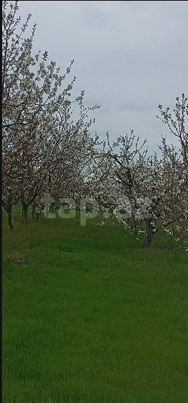 60 sot, Kupça (Çıxarış) lalafo.az -da 60 sot, Kupça (Çıxarış)