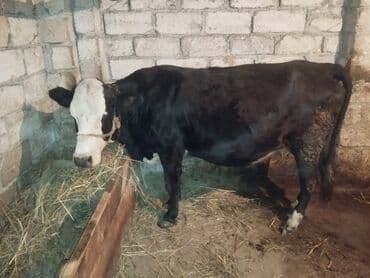 Зоотовары: Самка, Simental, лет: 6, Самовывоз — 1