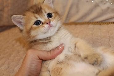 britan pişikləri: Britan — 4