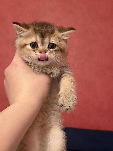 heyvan qirxan: Britan — 3