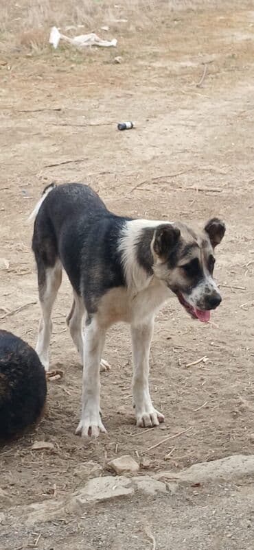 it davası: Qurdbasar, 8 ay, Erkek, Peyvəndli, Pulsuz çatdırılma — 5