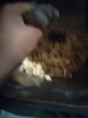 ev seraitinde cuce saxlamaq: Ev heyvanı: Xamyaklar (cücəlikdən böyüyən balalar) Xüsusiyyətlər: - — 2