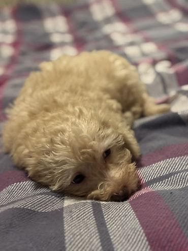 Akvariumlar: Pudel — 3