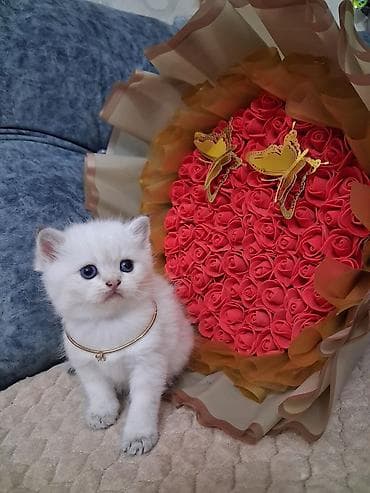 Шиншилла, Самец, В добрые руки, Самовывоз, Платная доставка — 3