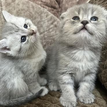 maraqli pişik adları: Şotland yastı qulaq, Yaxşı əllərə — 1