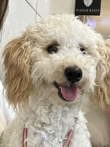 Gəmiricilər: Pudel, 2 ay, Peyvəndli — 9