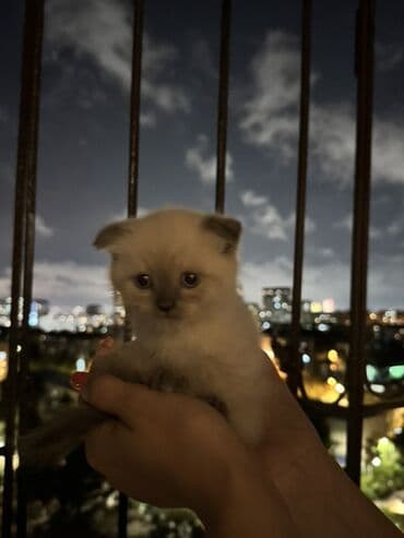 вислоухий кот цена: Шотладская вислоухая, Самец, Самка, В добрые руки — 2