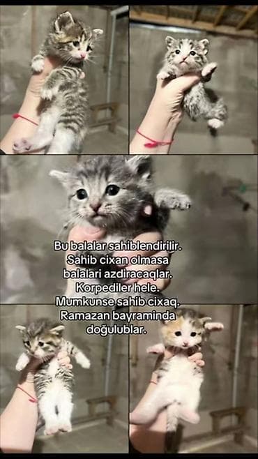 pişik alıram: Yaxşı əllərə — 1