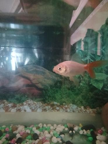 oranda balığı: Qızıl balıq, Sülhsevər, Ünvandan götürmə — 3