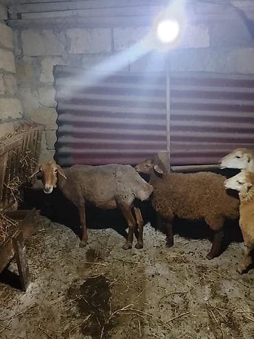 qara mal: Qoyunlar, qoçlar — 7