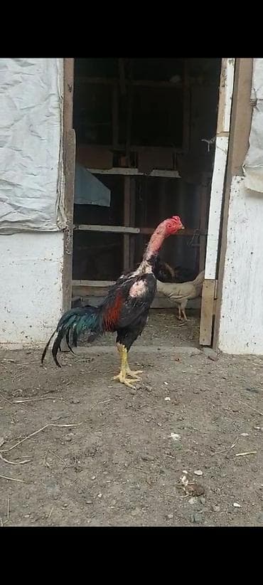 at satiram: Salam. təmiz turk cinsi 11 ayliq qara beçə satilir. çox super becedi — 4