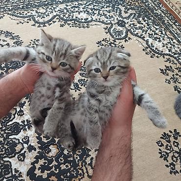 шотландские котята в баку: Шотладская вислоухая — 4