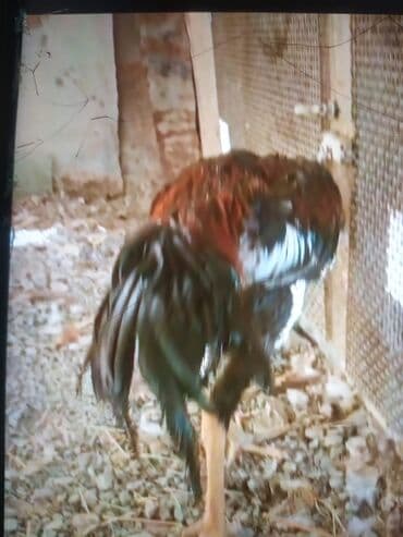 xoruz sekli: Məhsul: Uzunboyun, incə bədən quruluşlu kənd xoruzu Təsvir: - Rəng — 4