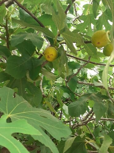 xacmaz mal bazari: 6 sot, Tikinti, Maklerlər narahat etməsin — 6