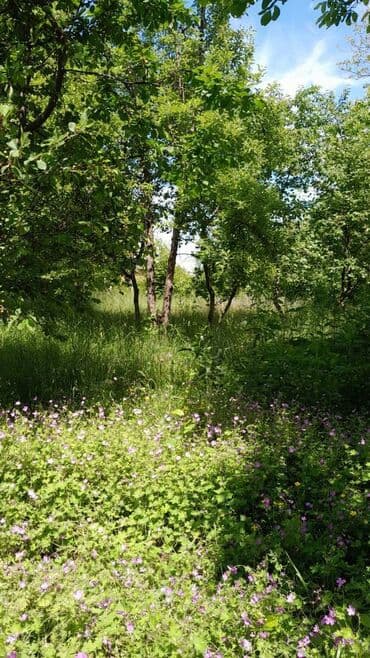 аренда и продажа недвижимости: 10 соток, Для сельского хозяйства, Риэлторам не беспокоить, Купчая — 2