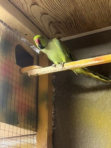 Ojirelalar satilir. 2 il quslardi. Cutu 400 man. Unvan Sumqayit