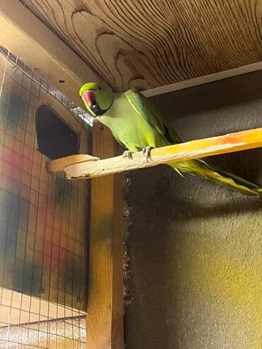 кольчатый попугай цена: Ojirelalar satilir. 2 il quslardi. Cutu 400 man. Unvan Sumqayit — 1