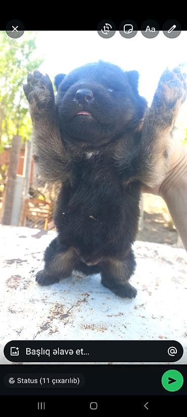 golden itlər: Alman çoban iti, 1 ay, Erkek, Peyvəndli, Rayonlara çatdırılma — 1