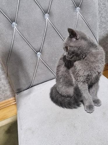 heyvan alqi satqisi: Britan, Dişi, Yaxşı əllərə, Ünvandan götürmə — 4