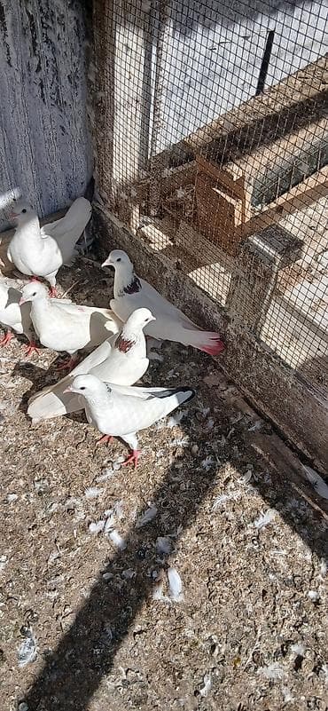 sevgi qusu: 16 eded tam saglam qusdu icinde 5 iran qusu 4 boynu gullu mayalar — 6