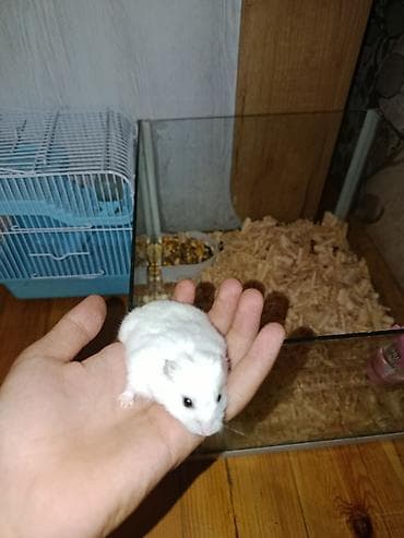 Ağ rəngli xırda hamster və komplekt ləvazimatları Paket tərkibi: -