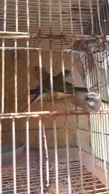 bala tutuquşu: Pevçiy popuqay
Cütü 150 AZN — 2