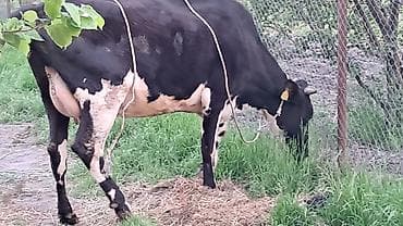 simmental inək satılır: Dişi, Simental, il: 3, 550 kq — 3