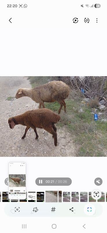 Qoyun və quzu satılır salam. ana bala. balasindisidie. ana orta lalafo.az -da Qoyun və quzu satılır salam. ana bala. balasindisidie. ana orta