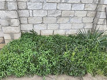 20 sahə: Tikinti — 7