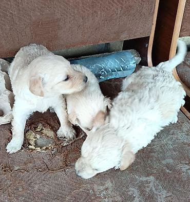 xasqi itləri: Zvonok — 4