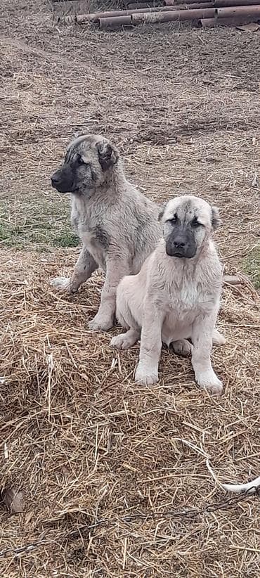 Kanqal, Peyvəndli — 3