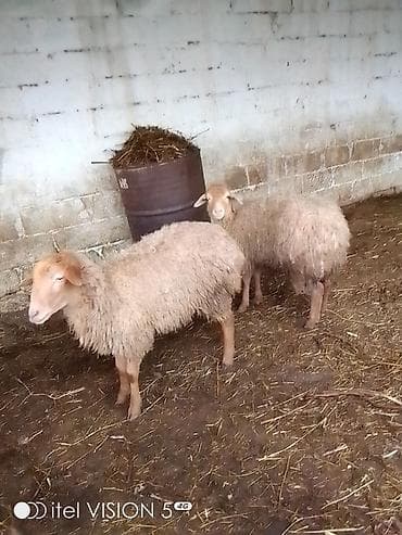 Asia: Qiymət cütünə ayıdır cütü 520 m Bu quzular satılır istəyən olsa yazsın — 1