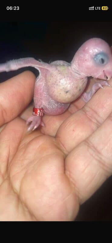 quş qefes: Məhsul: Quşlar üçün rəngli və nömrəli ayaq üzükləri - İstifadə — 6