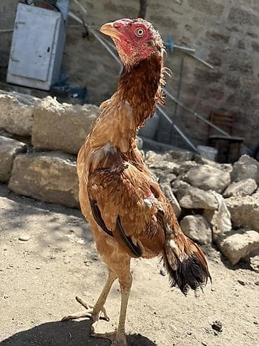 С/х животные и товары: Salam. Heyrati fərə satılır sağlam 8,9 aylıq fərədi isdəyən buyursun — 5