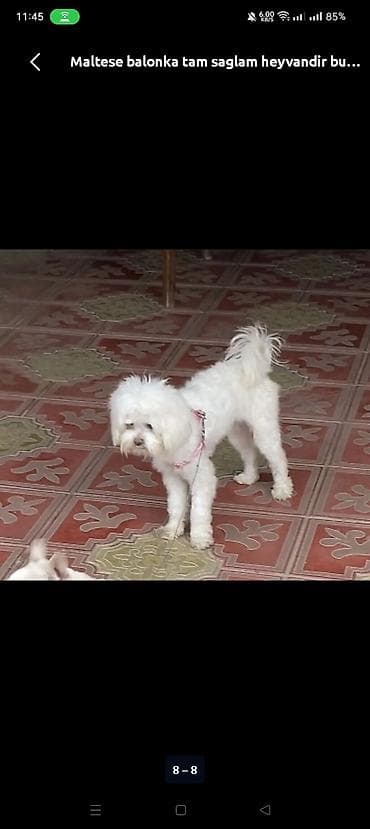 Malta bolonka, 1 il, Dişi, Peyvəndli