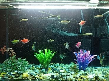 Dördbucaq akvarium, Balıqlarla birlikdə, 28 l, Ünvandan götürmə, Rayonlara çatdırılma, Ödənişli çatdırılma