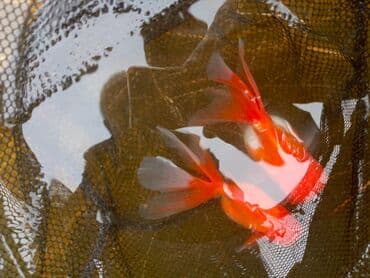 купить аквариум в баку: Oranda 2 quyruq qiyməti 2 manat 4 quyruq qiyməti 3 manat. Ünvan — 3