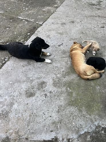 it yemi satisi: Zvanok dişi küçüklər satılır qapı qorumaları superdi toyuq cücəyə — 5