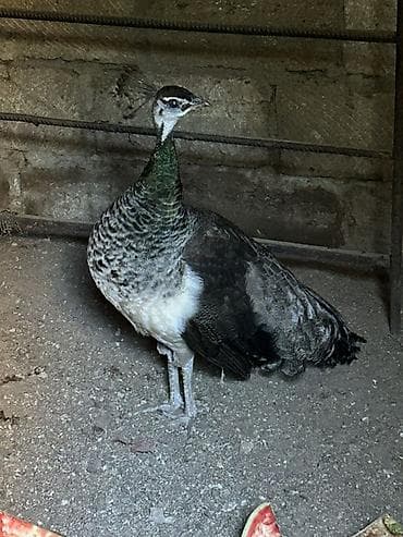 Tovus dişisi (pavo) – dekorativ quş - Növ: Tovus (dişi). Başında xas — 1